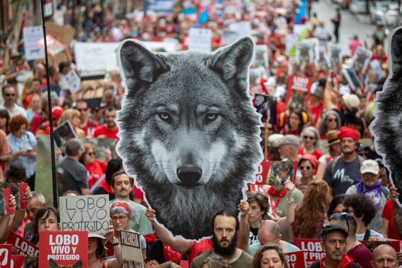 Madrid cries out against the legal abandonment of the Iberian wolf