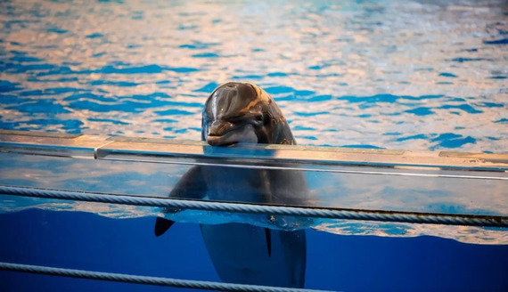 México prohíbe los delfinarios y espectáculos con mamíferos marinos en todo el país
