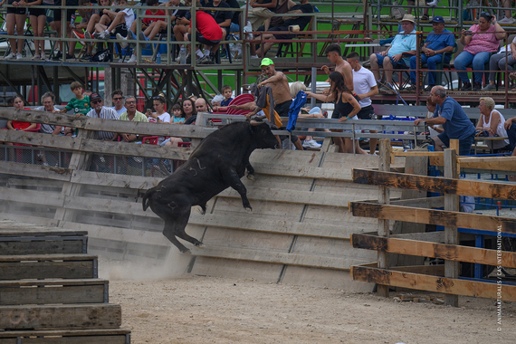 We expose the abuse of heifers in Sant Jaume d'Enveja