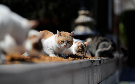 Actúa por los animales: ¡No limitemos las casas de acogida!