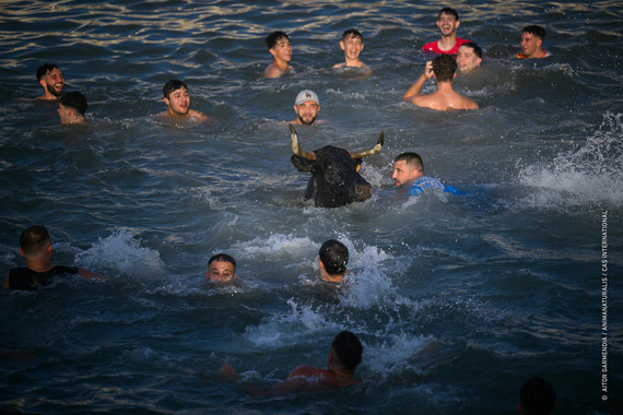 Dénia vuelve a convertirse en el epicentro de la crueldad hacia los animales con los 'bous a la mar'