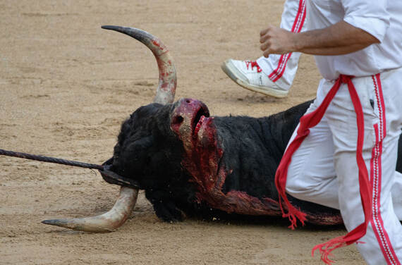 This is the fate of every bull that runs in Pamplona’s San Fermín Festival