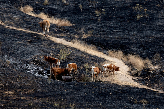 The lethal link between hunting and wildfires