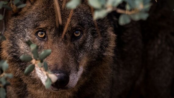 AnimaNaturalis submits objections to the Wolf Management Plan in Cantabria