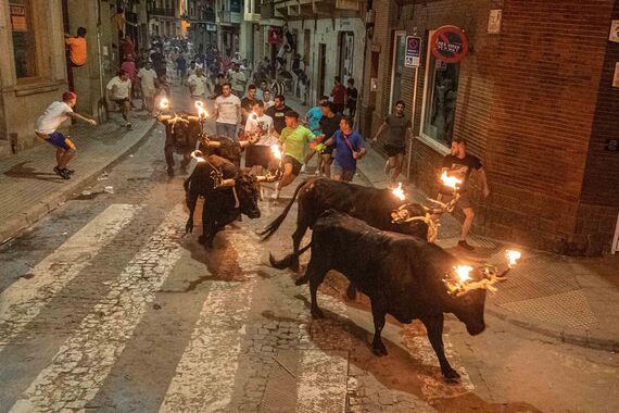 AnimaNaturalis submits objections to bullfighting regulations in Valencia to prevent setbacks in animal protection