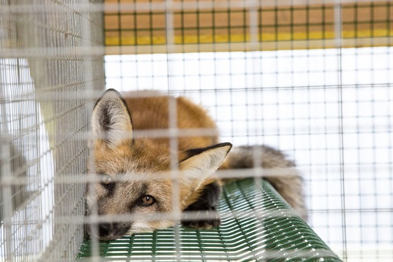 Nearly half a billion euros a year: the cost to european citizens of maintaining fur farms