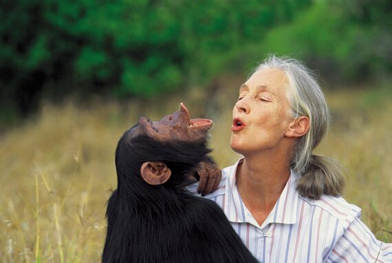 Spain advances pioneering 'Jane Goodall Law' to grant rights to Great Apes