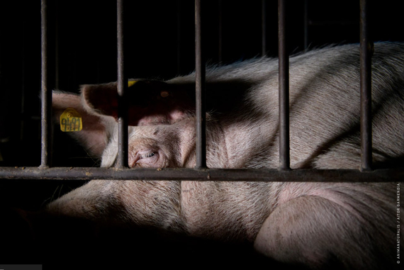 La Comisión Europea planea traicionar a 1.4 millones de ciudadanos y abandonar la prohibición de las jaulas