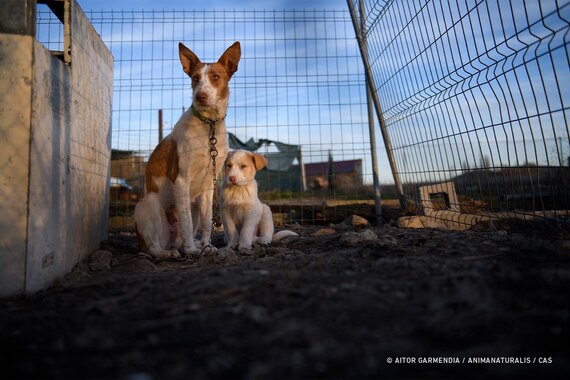 AnimaNaturalis solicita que los perros de caza se Incluyan en el próximo Real Decreto de Núcleos Zoológicos AnimaNaturalis solicita que los perros de caza se Incluyan en el próximo Real Decreto de Núcleos Zoológicos