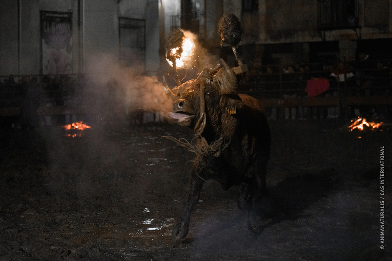 Exponemos el calvario del Toro Jubilo de Medinaceli en plena crisis sanitaria, protestas y procesos judiciales abiertos Exponemos el calvario del Toro Jubilo de Medinaceli en plena crisis sanitaria, protestas y procesos judiciales abiertos