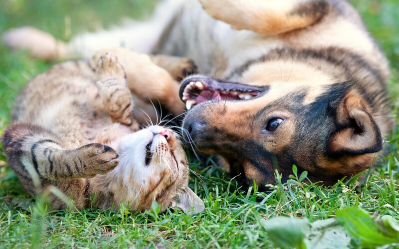 Cats and dogs to receive enhanced protection following EU agreement