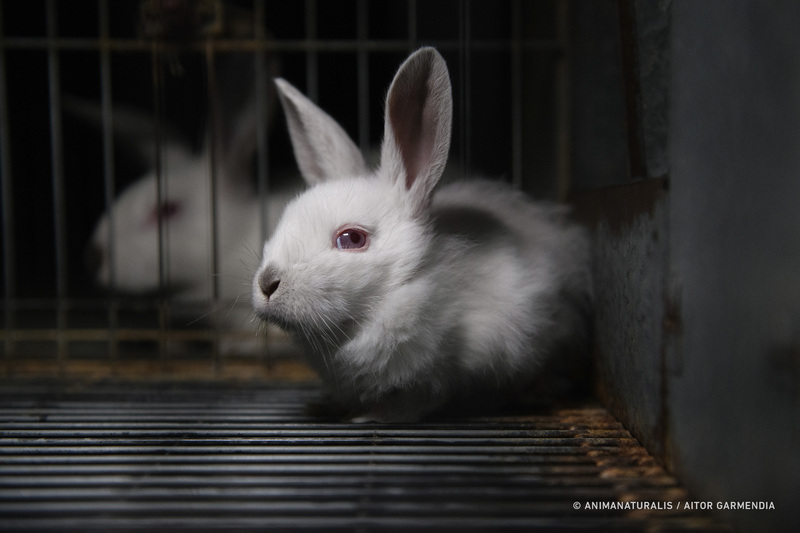 Participa en la consulta pública sobre bienestar animal