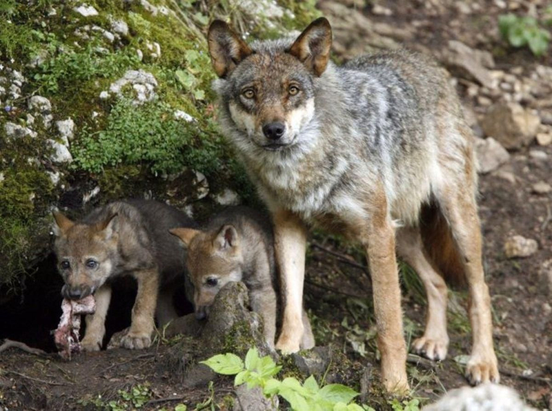 Wolves return to Catalonia to breed after a century of absence