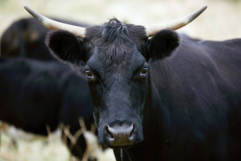 Ulldecona es sancionado tras la denuncia de AnimaNaturalis Ulldecona es sancionado tras la denuncia de AnimaNaturalis