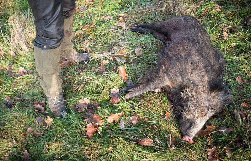 AnimaNaturalis calls for a review of the current Intensive livestock model in light of the recent african swine fever health crisis