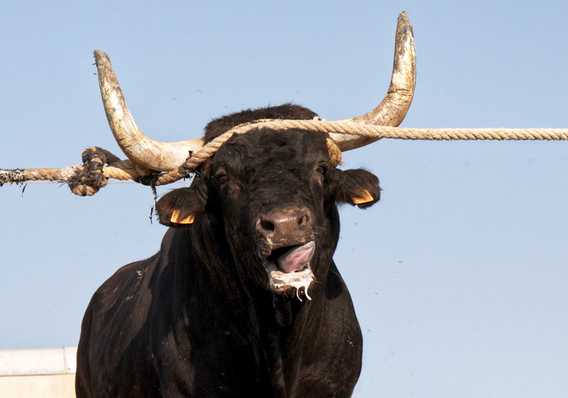 AnimaNaturalis files a complaint against the La Ràpita City Council for holding bull-related events outside the legally authorized dates