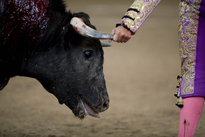 Analysis of bullfighting in Mexico: A violent spectacle that persists despite social rejection and new bans