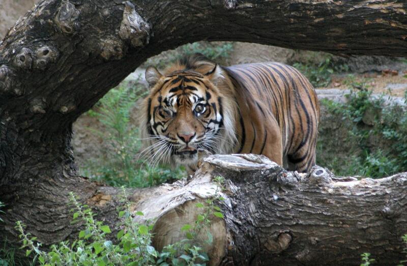 Barcelona Zoo says goodbye to its tigers and shifts its focus to Mediterranean wildlife