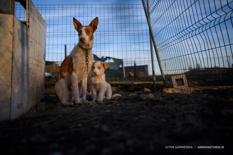 Participa en la consulta pública para proteger a los perros utilizados en la caza 