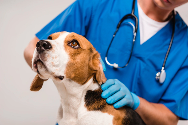 Un juzgado de Barcelona reconoce el derecho a ausentarse del trabajo por una urgencia veterinaria Un juzgado de Barcelona reconoce el derecho a ausentarse del trabajo por una urgencia veterinaria