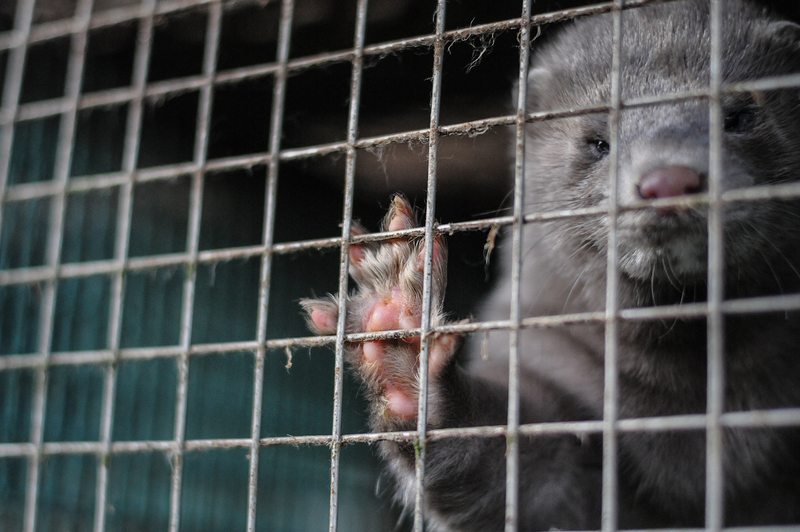 Last chance to ban fur farming in Europe: act now!