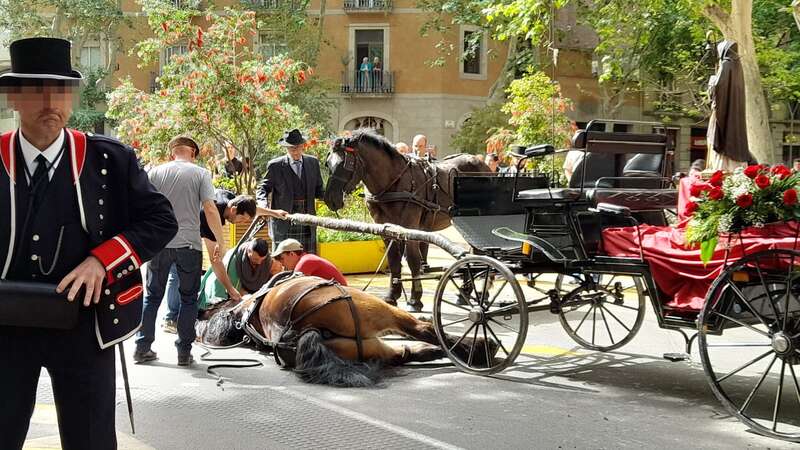 The death of a horse at the Tres Tombs reopens the debate on the use of animals in traditions