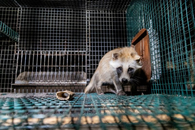 La Comisión Europea, denunciada por favorecer al lobby peletero frente a 1,5 millones de firmas ciudadanas