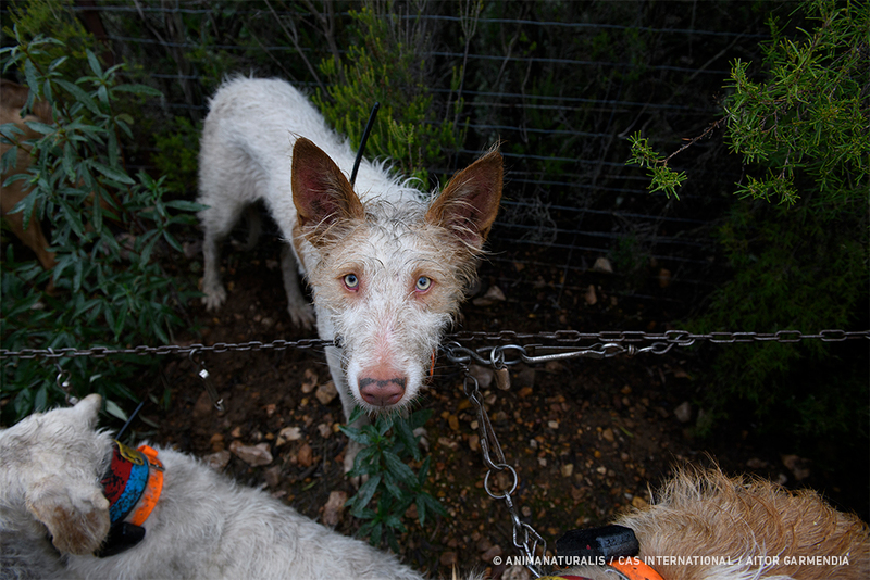 ¡Éxito! 20.000 voces se alzaron por los perros utilizados para la caza
