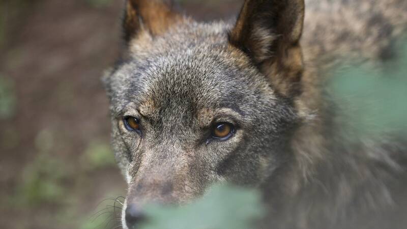 El Supremo tumba el control poblacional del lobo en Asturies y marca el futuro de la coexistencia con la fauna salvaje