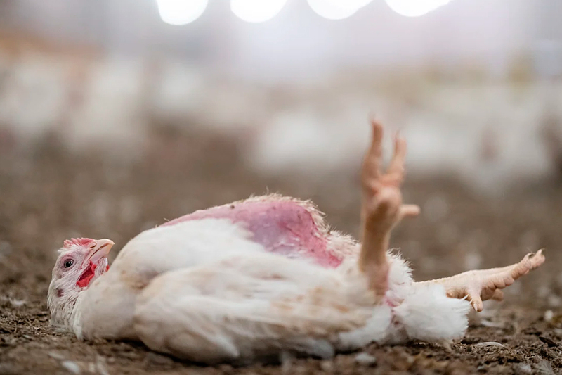 Norway eliminates fast-growing chickens and sets the standard for a new reality of european animal welfare Norway eliminates fast-growing chickens and sets the standard for a new reality of european animal welfare