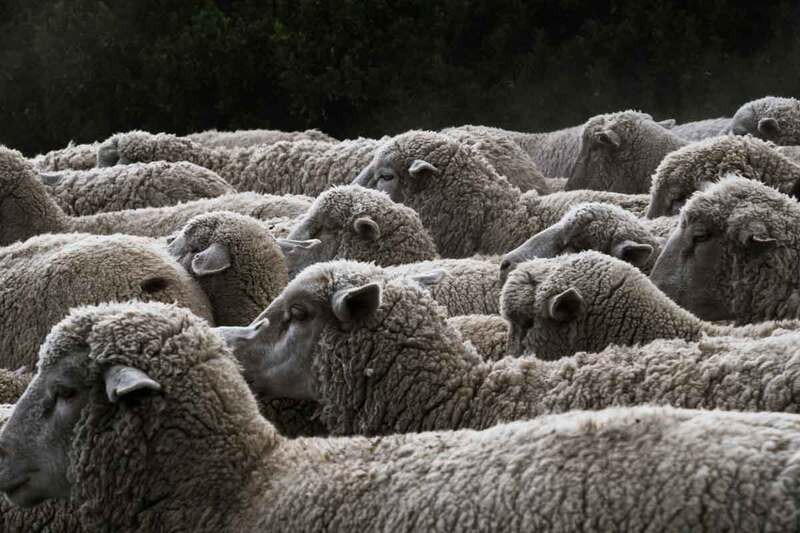 The reality of wool exposed to over three million People in prime time