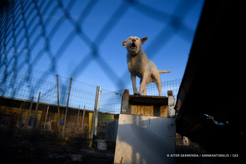 Ministerio de Agricultura acepta «parcialmente» las alegaciones de AnimaNaturalis, pero los perros de caza siguen sin protección real