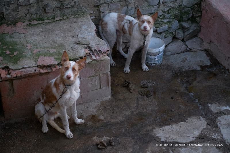 Spain abandons hunting dogs in the regulatory maze that was supposed to protect them