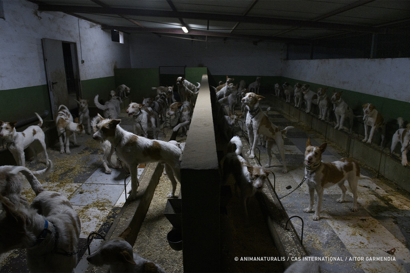 What the new European regulation could do for hunting dogs in Spain... or not