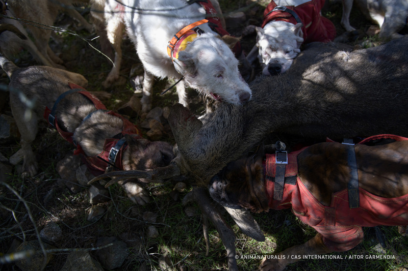 Diez comunidades autónomas unifican sus licencias de caza para facilitar la muerte de miles de animales en casi todo el territorio español