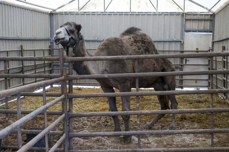 Cuatro organizaciones animalistas solicitan medidas cautelares para un dromedario del Circ de Nadal de Valencia