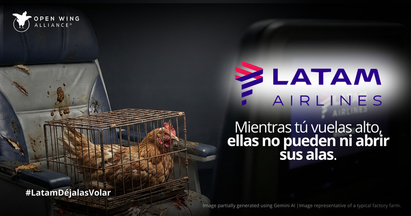 LATAM Airlines bajo la lupa: La campaña regional que exige el fin del confinamiento extremo de gallinas