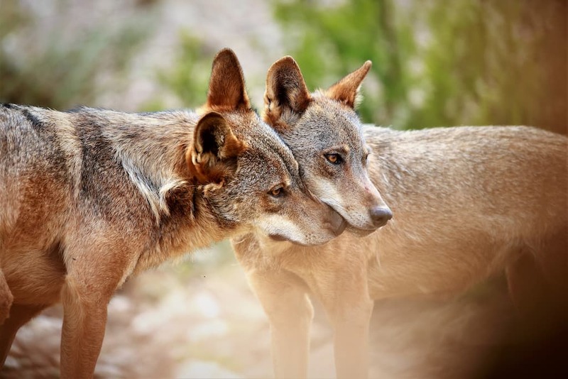 La justicia anula el plan de gestión del lobo en Asturias y abre un nuevo escenario para su protección