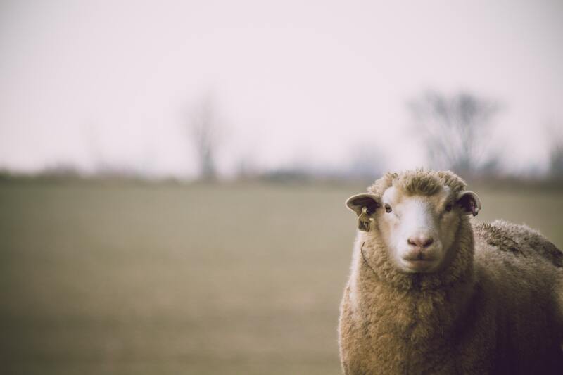 Farm animal sanctuaries find themselves in a legal void and caught between two Ministries