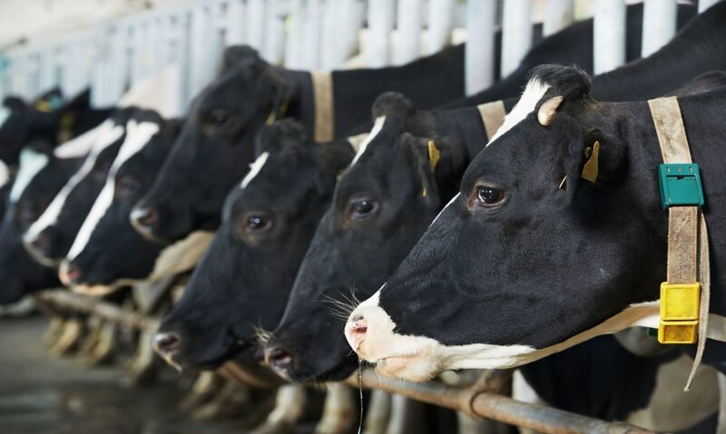 Nuevas imágenes de Mercosur exponen la dura realidad detrás del acuerdo comercial