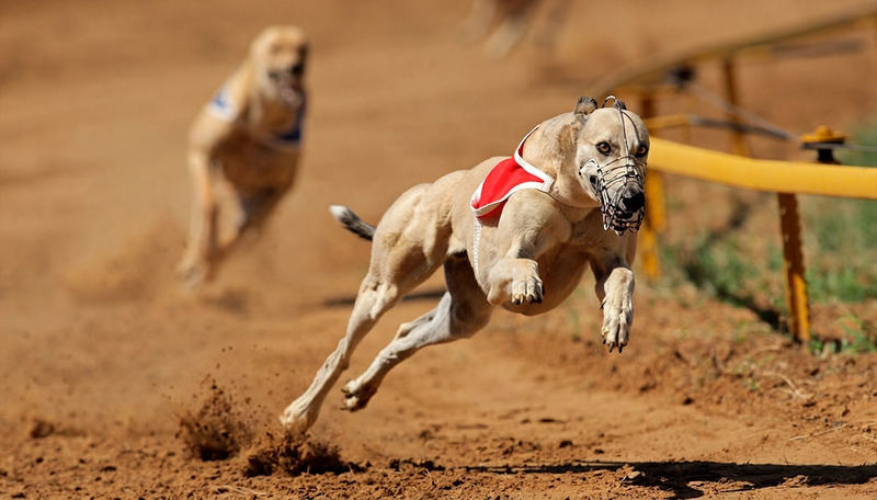 Wales and Scotland ban greyhound racing and open a historic rift in Europe