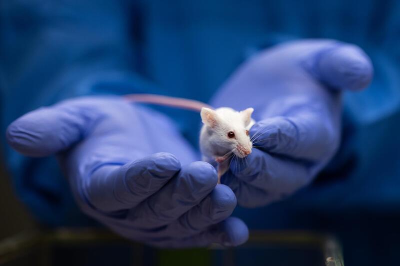 The EU bans the sale of animal-tested detergents and demands cruelty-free alternatives