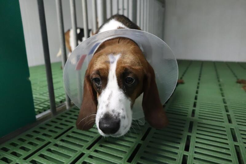 Vivotecnia llega al banquillo cinco años después de un escándalo que sacudió a la sociedad española