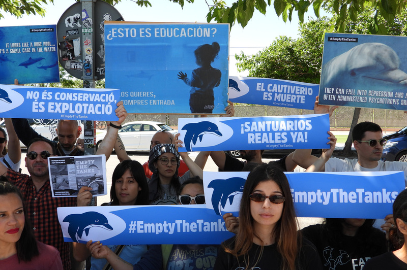 Activistas protestan frente al Oceanogràfic para exigir que España deje de ser el delfinario más grande de Europa