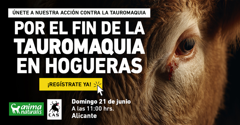 ¡Protesta contra la feria taurina de Hogueras en Alicante!