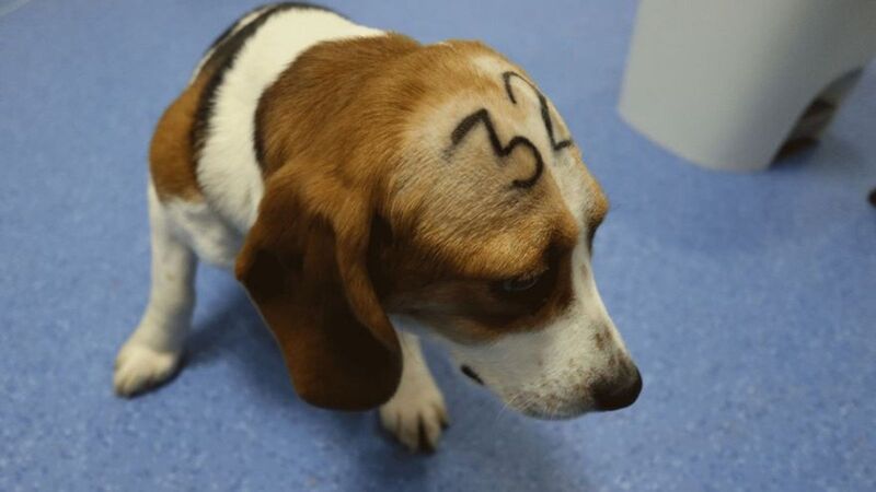 La Justicia absuelve a los dos trabajadores acusados de maltrato animal en el caso Vivotecnia