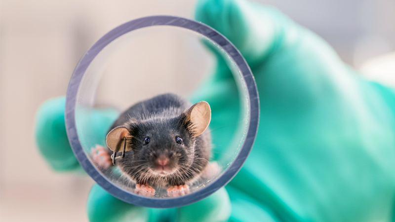 Una IA podría reducir hasta un 50% los animales en laboratorios de investigación farmacológica