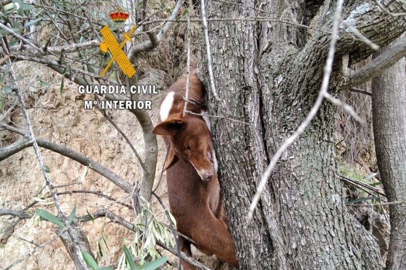 Condenados los responsables de ahorcar a un podenco en Almogía “porque no servía para la caza”