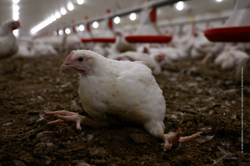 New research reveals how 810 million chickens live on factory farms in Spain