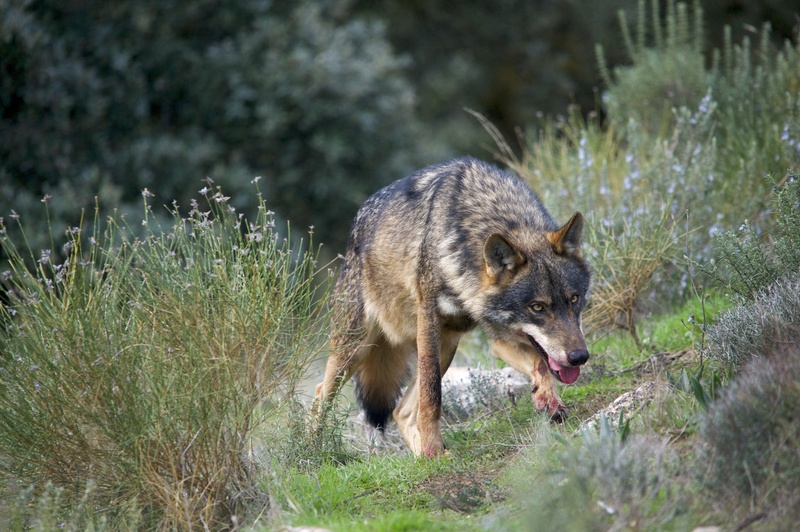 AnimaNaturalis facilita el envío de 2.700 aportaciones para el informe sexenal del lobo